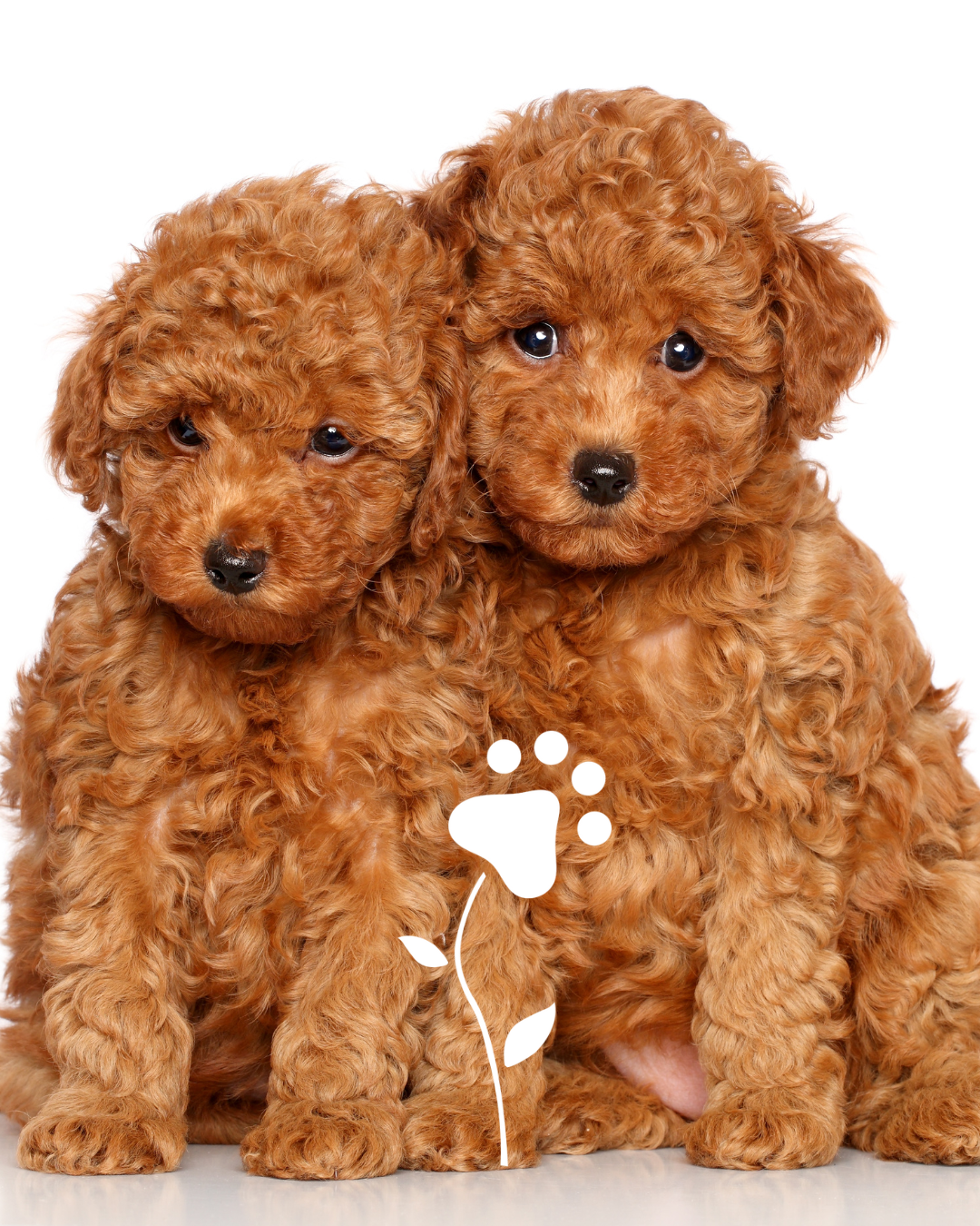 Acondicionador para perros suavizante y desenredante